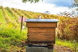 Les ruches du Domaine de la Soucherie